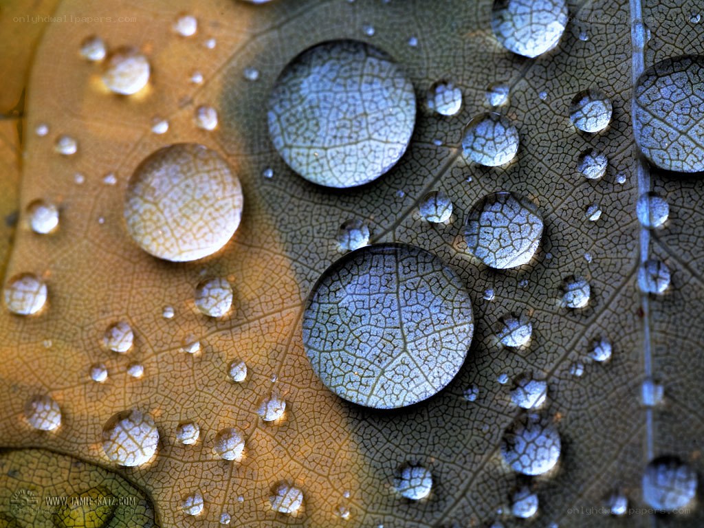 Water droplets on a leaf