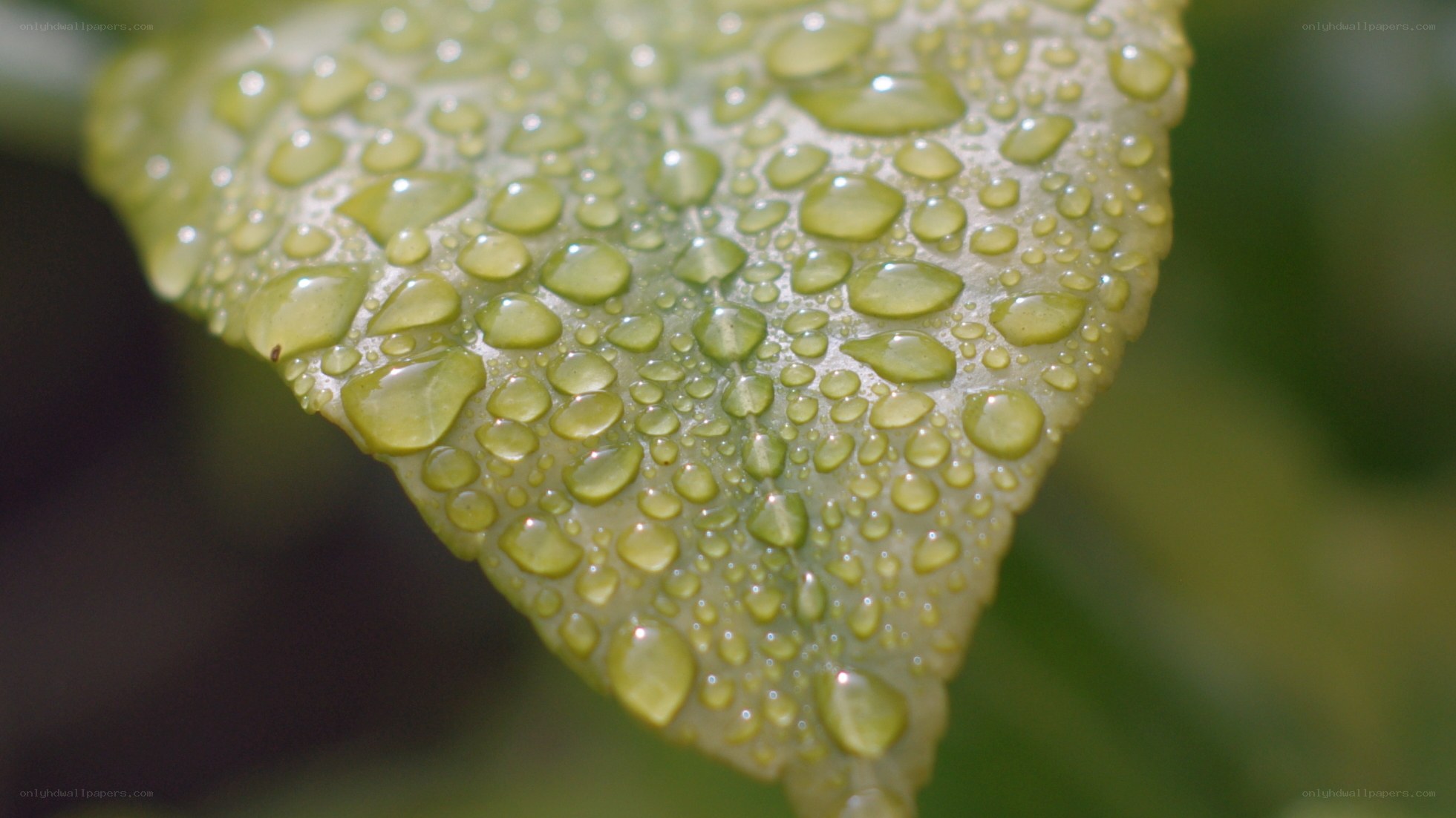 Water droplets on a leaf
