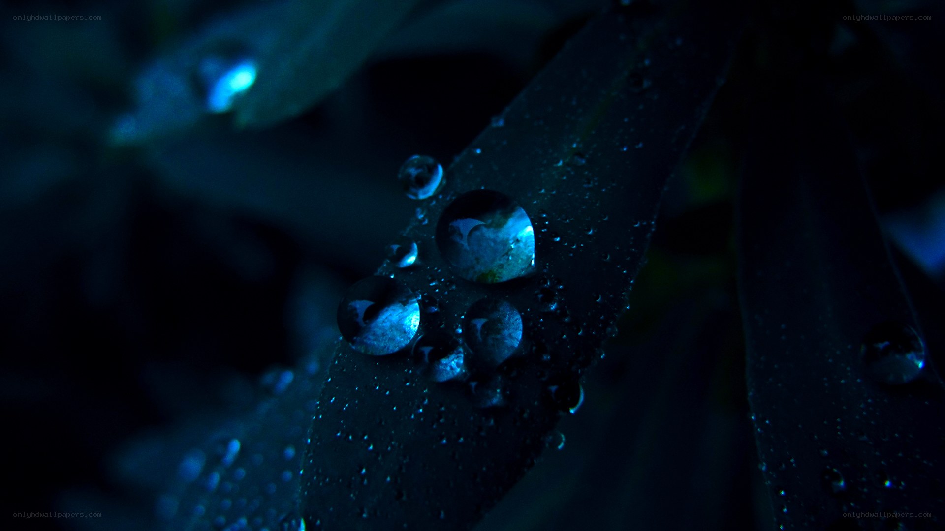Water droplets on a leaf