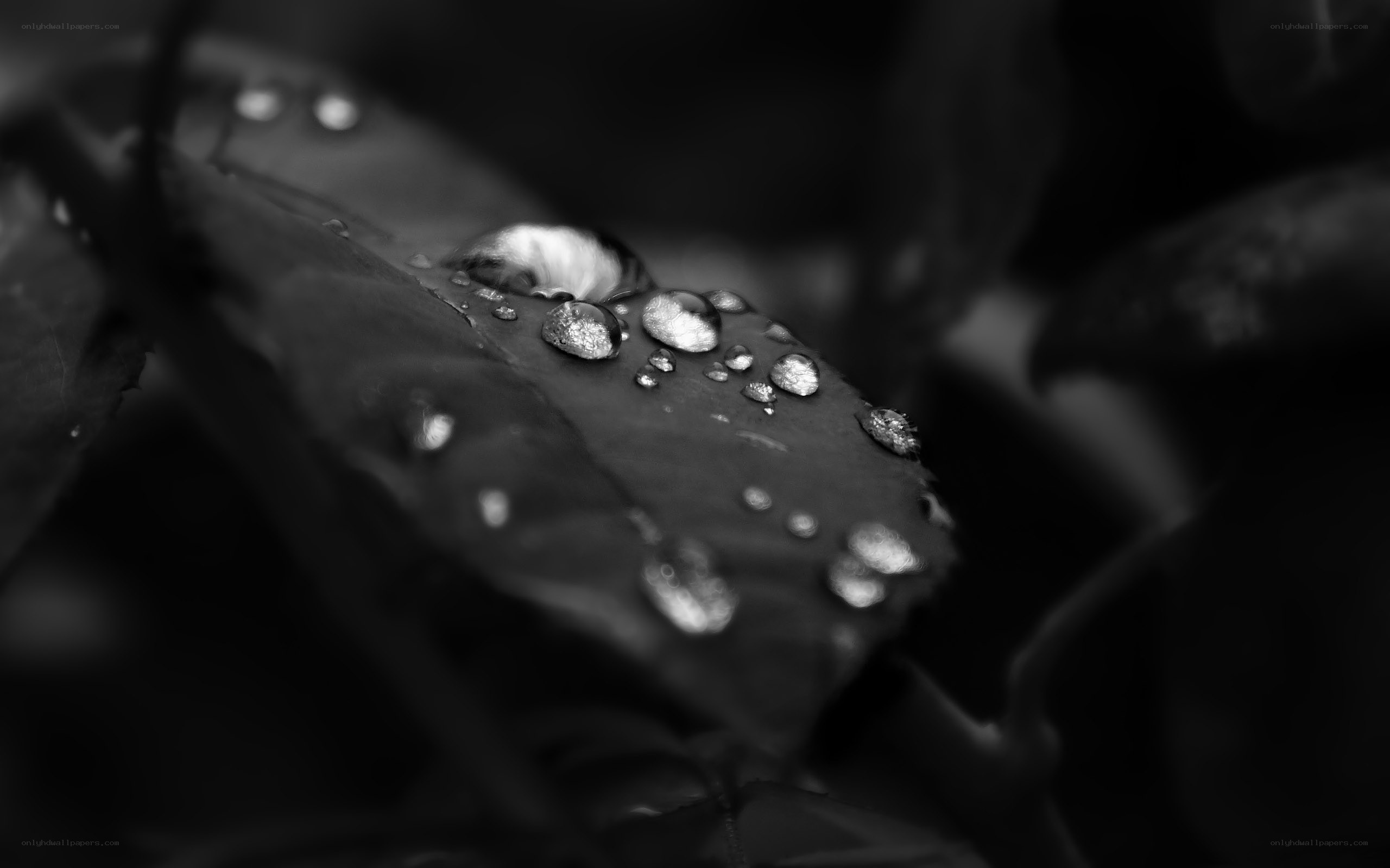 Water droplets on a leaf