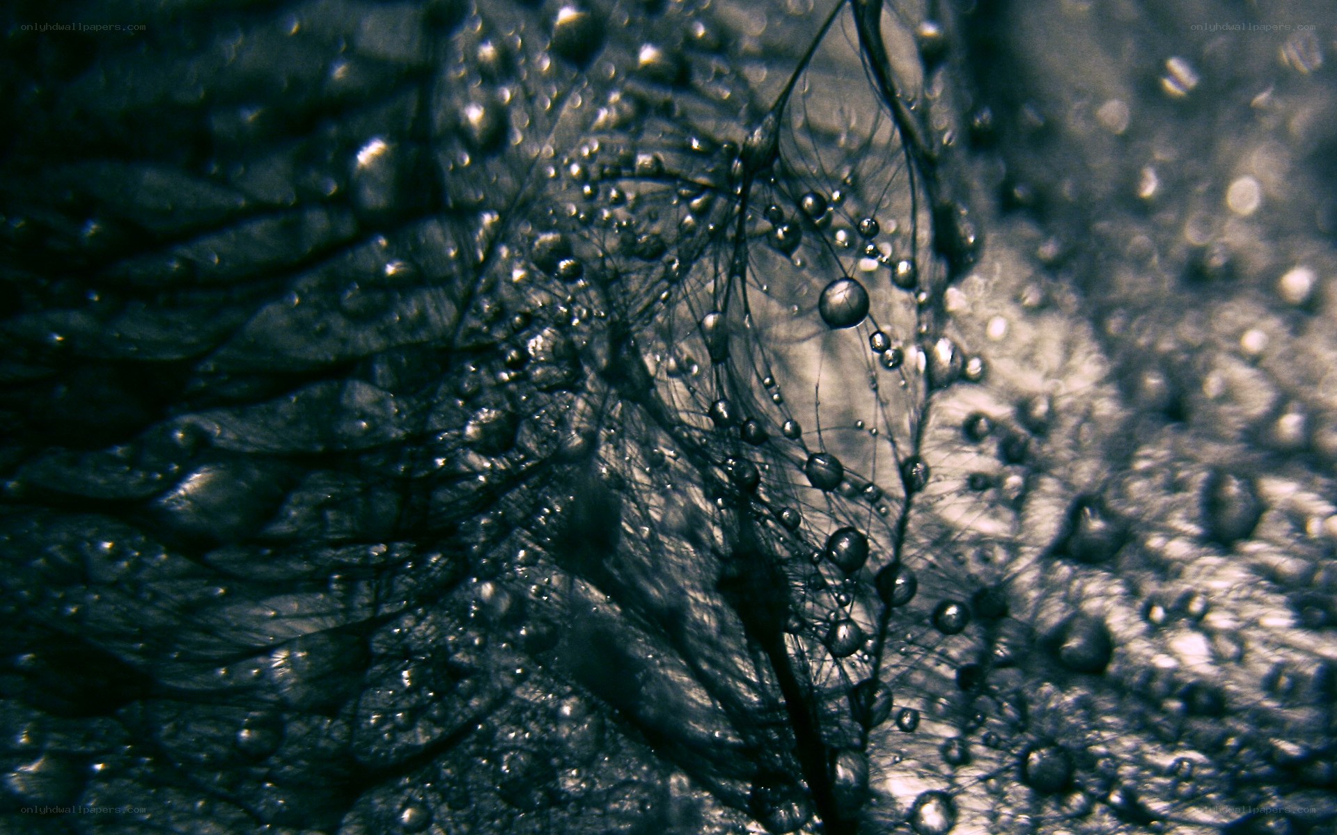Water droplets on a leaf