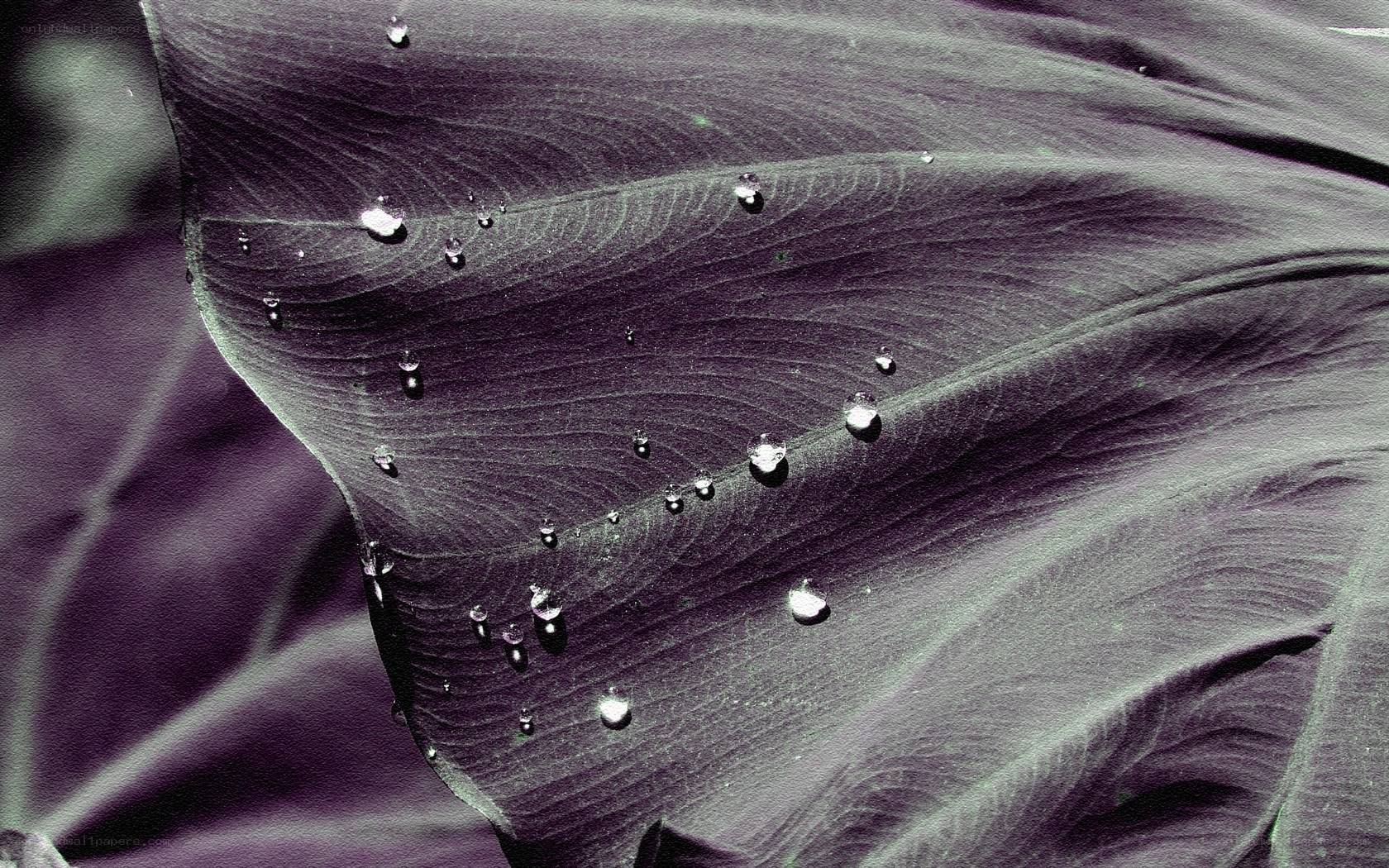 Water droplets on a leaf