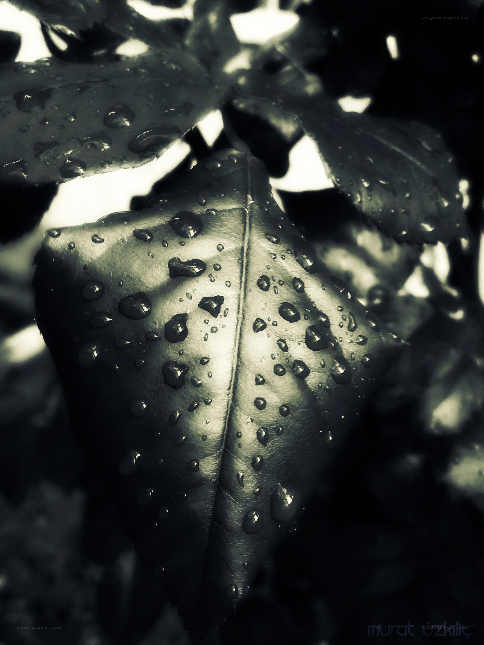 Water droplets on a leaf