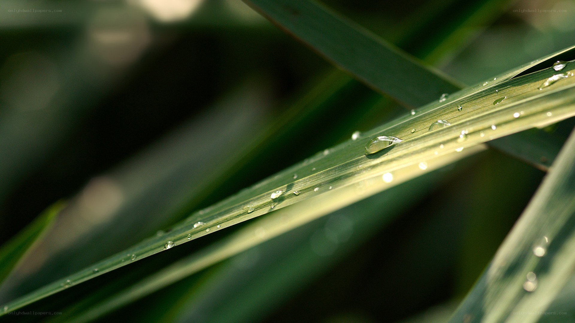 Water droplets on a leaf