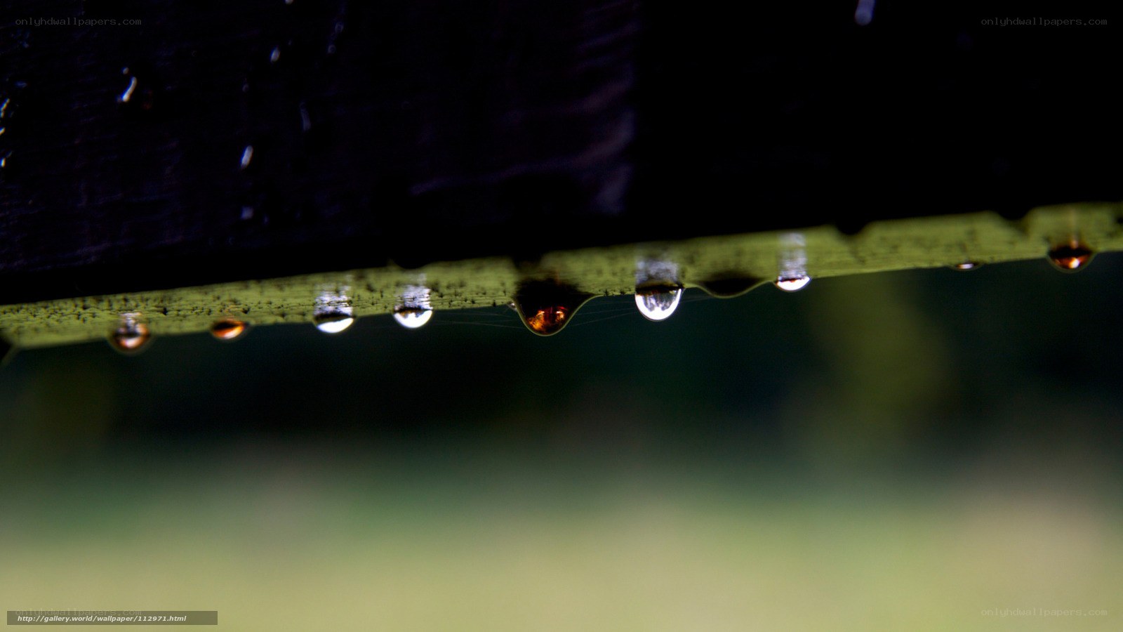Water droplets on a leaf