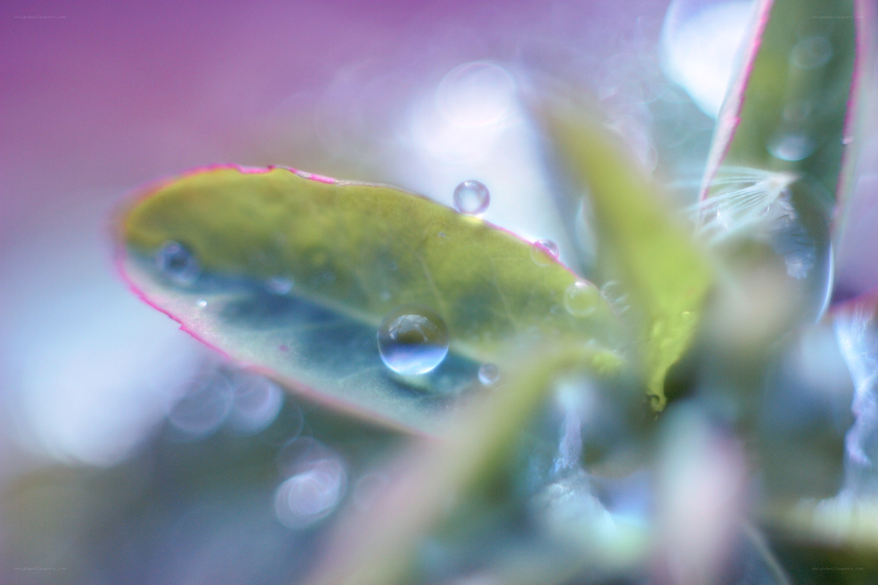 Water droplets on a leaf
