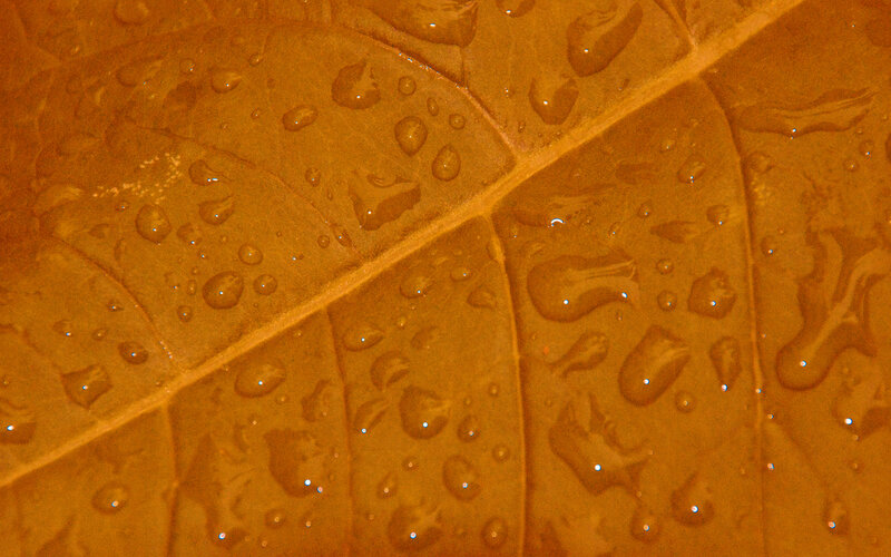 Water droplets on a leaf