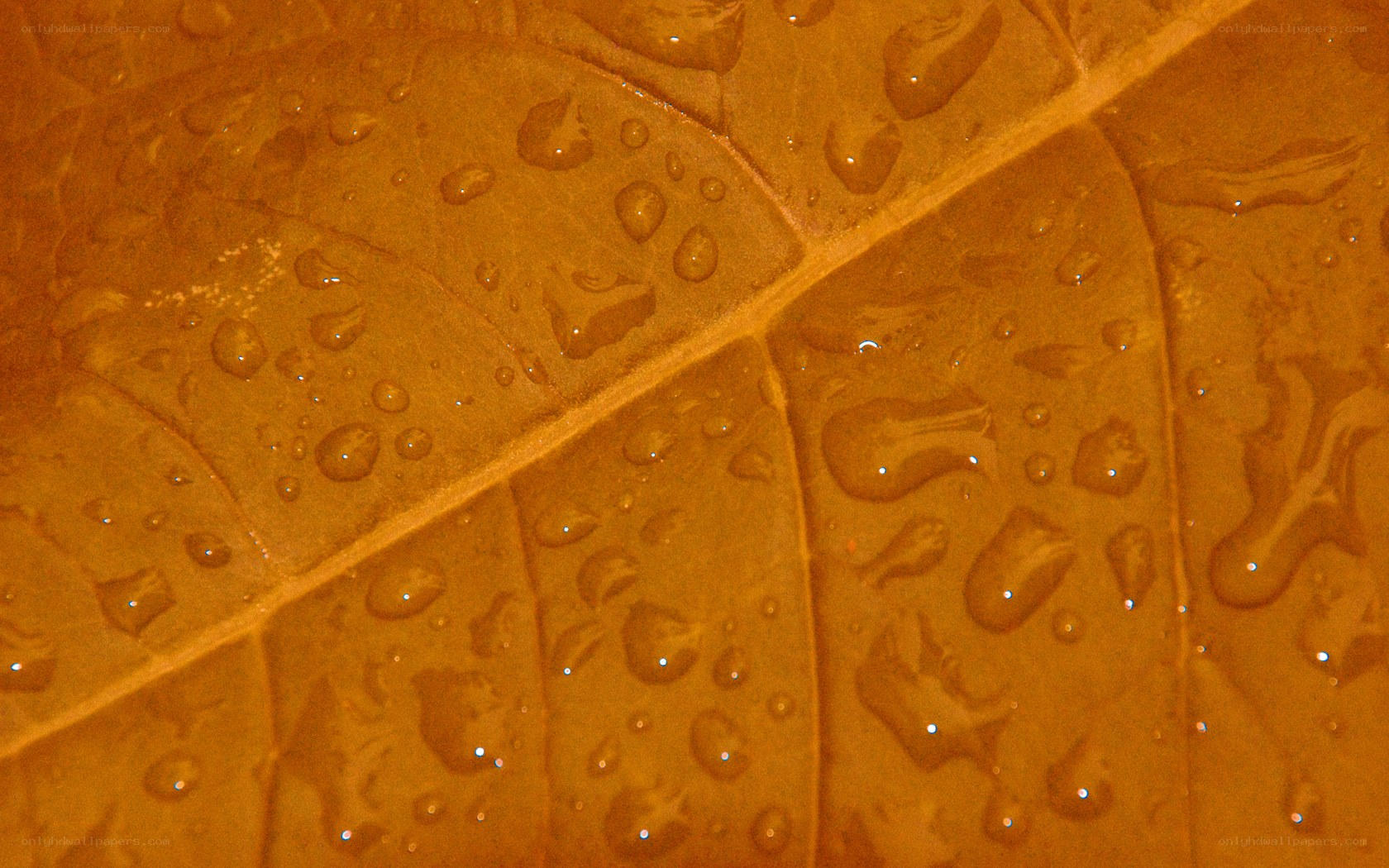 Water droplets on a leaf