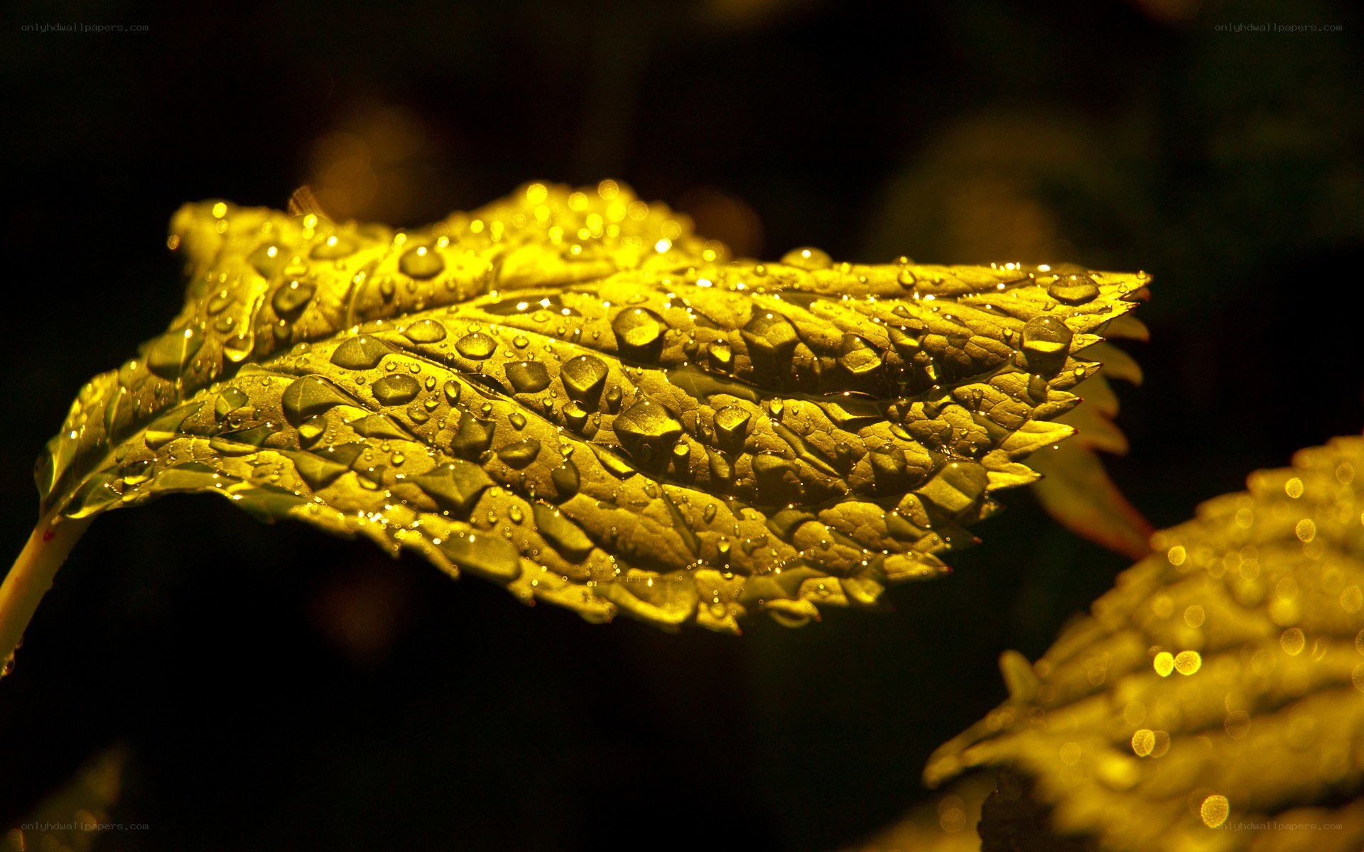 Water droplets on a leaf