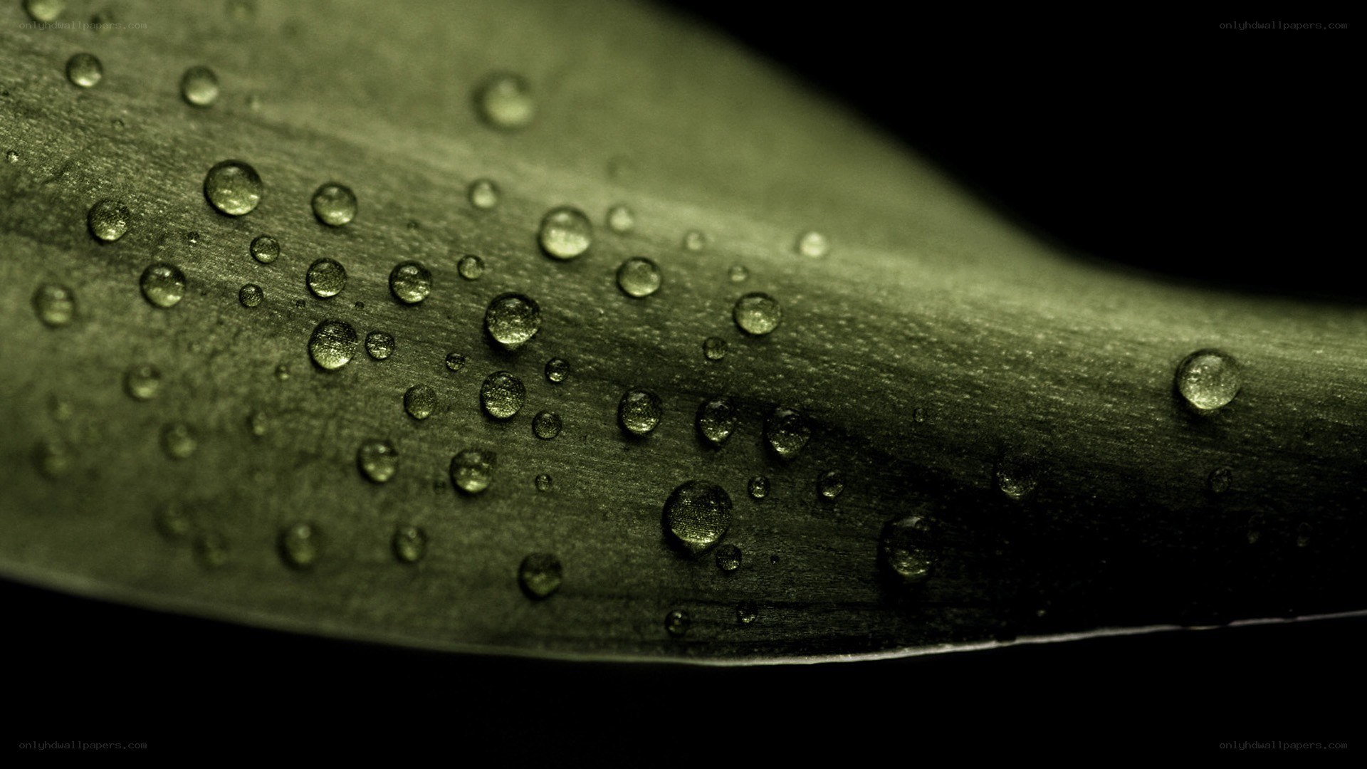 Water droplets on a leaf