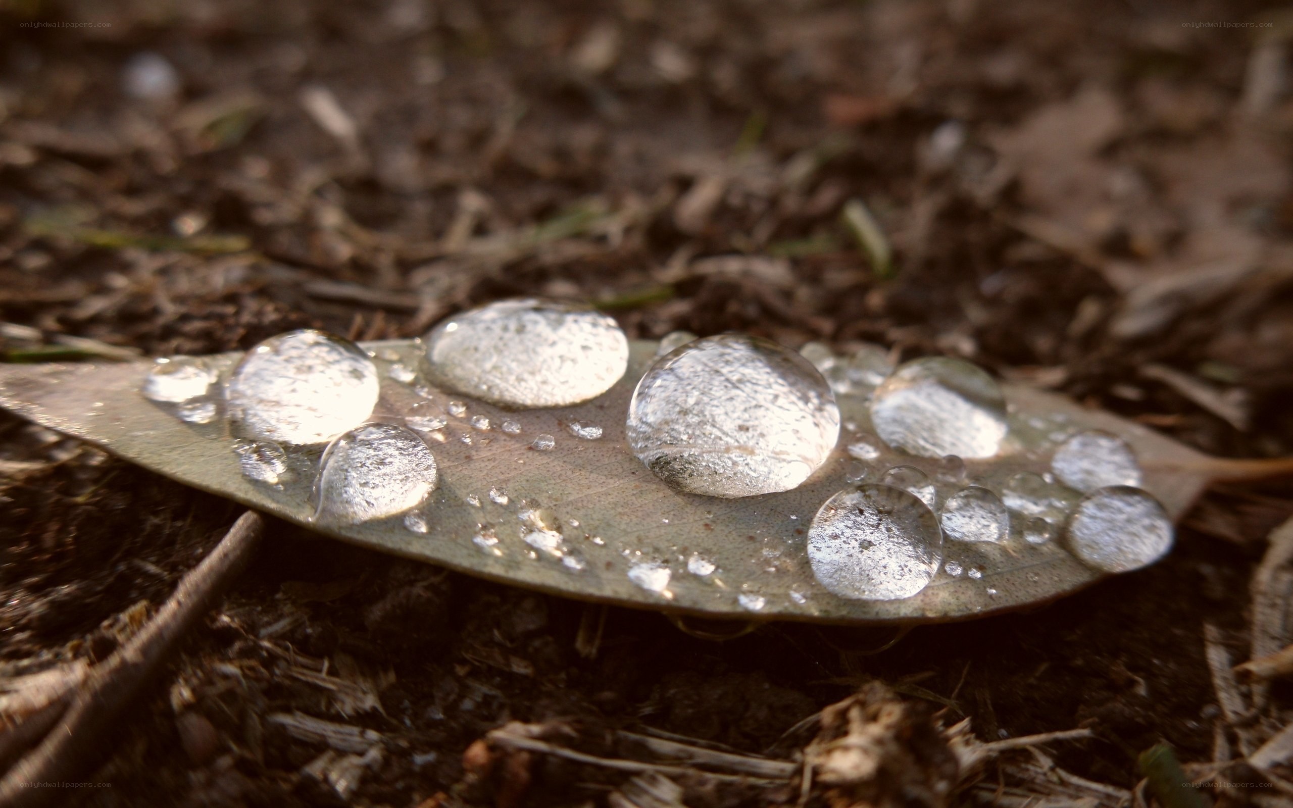 Water droplets on a leaf