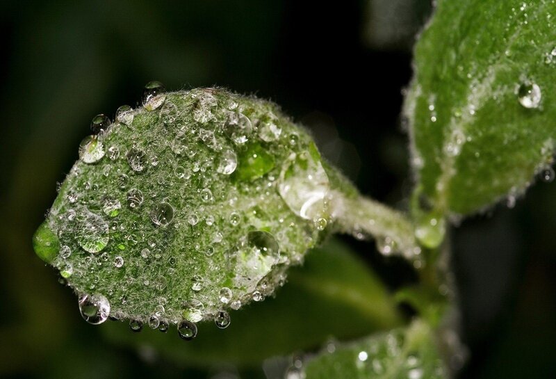Water droplets on a leaf