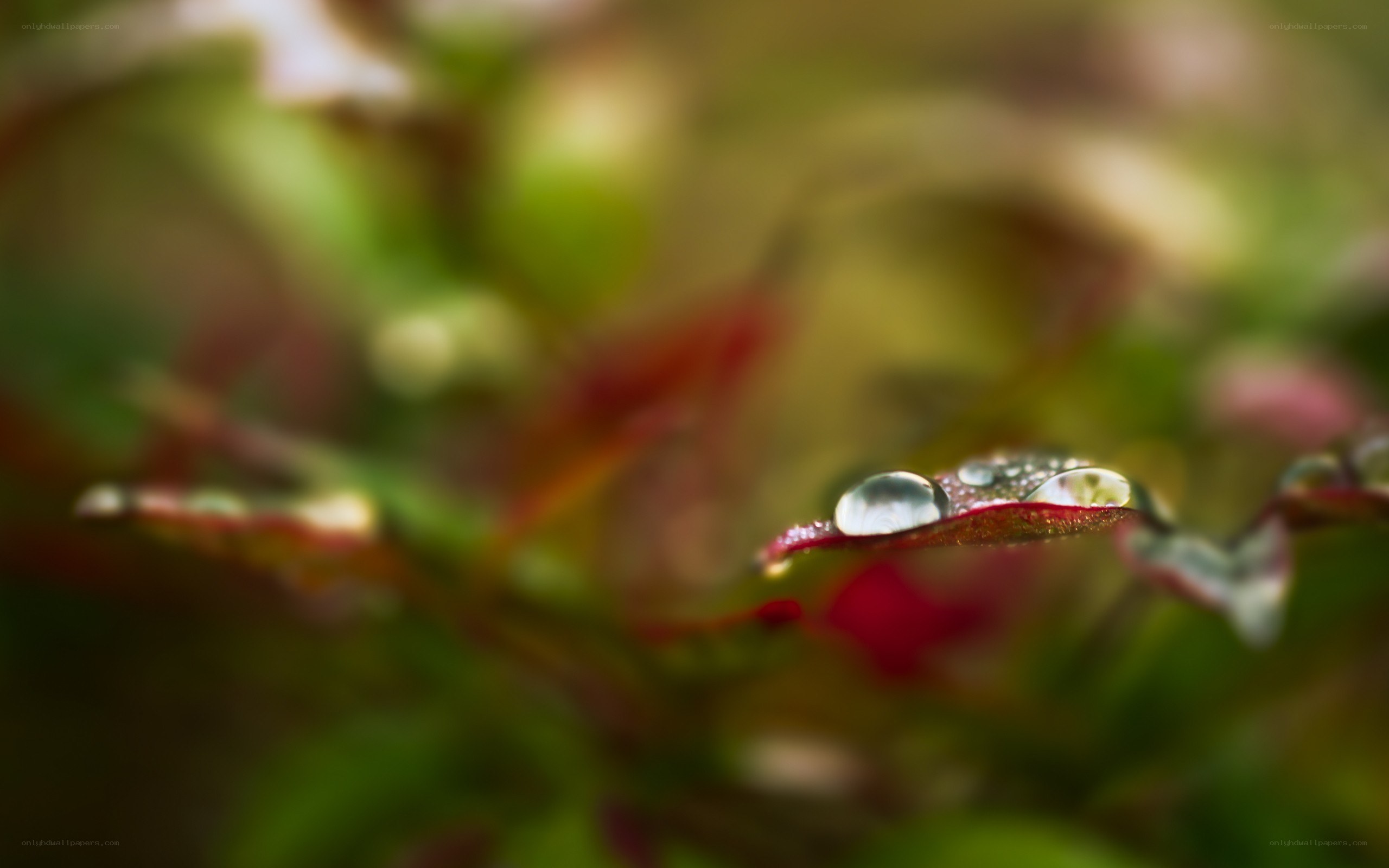 Water droplets on a leaf