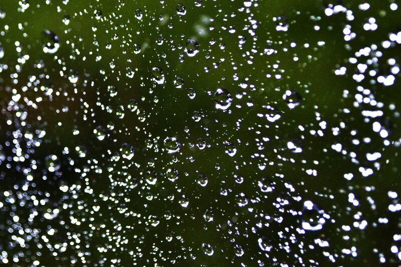 Water droplets on a leaf