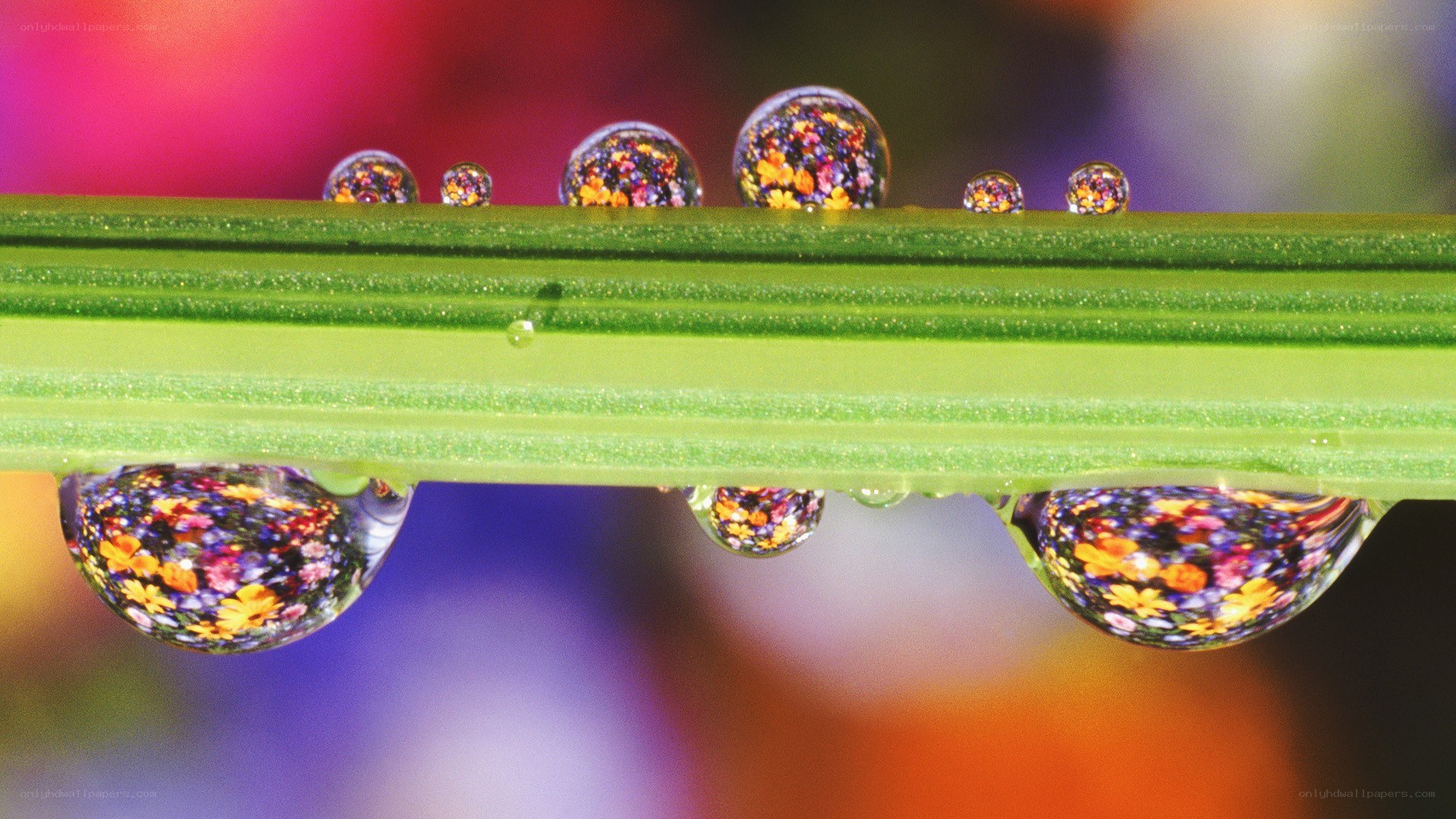 Water droplets on a leaf