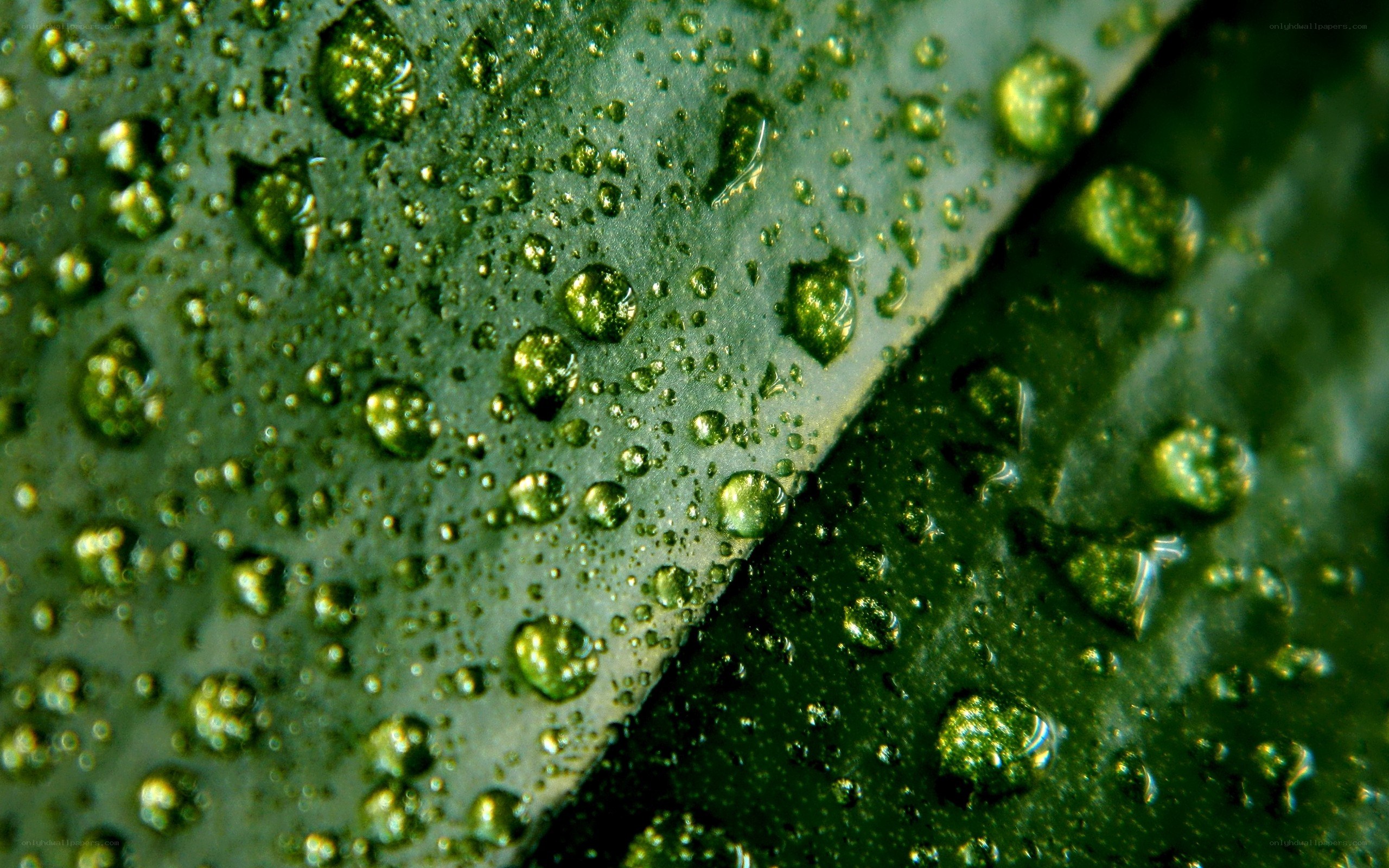 Water droplets on a leaf