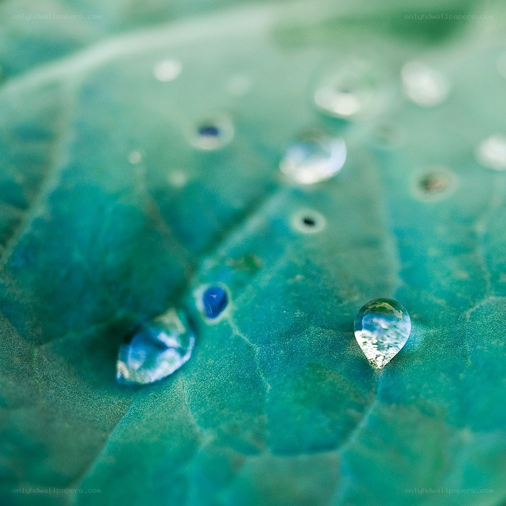 Water droplets on a leaf