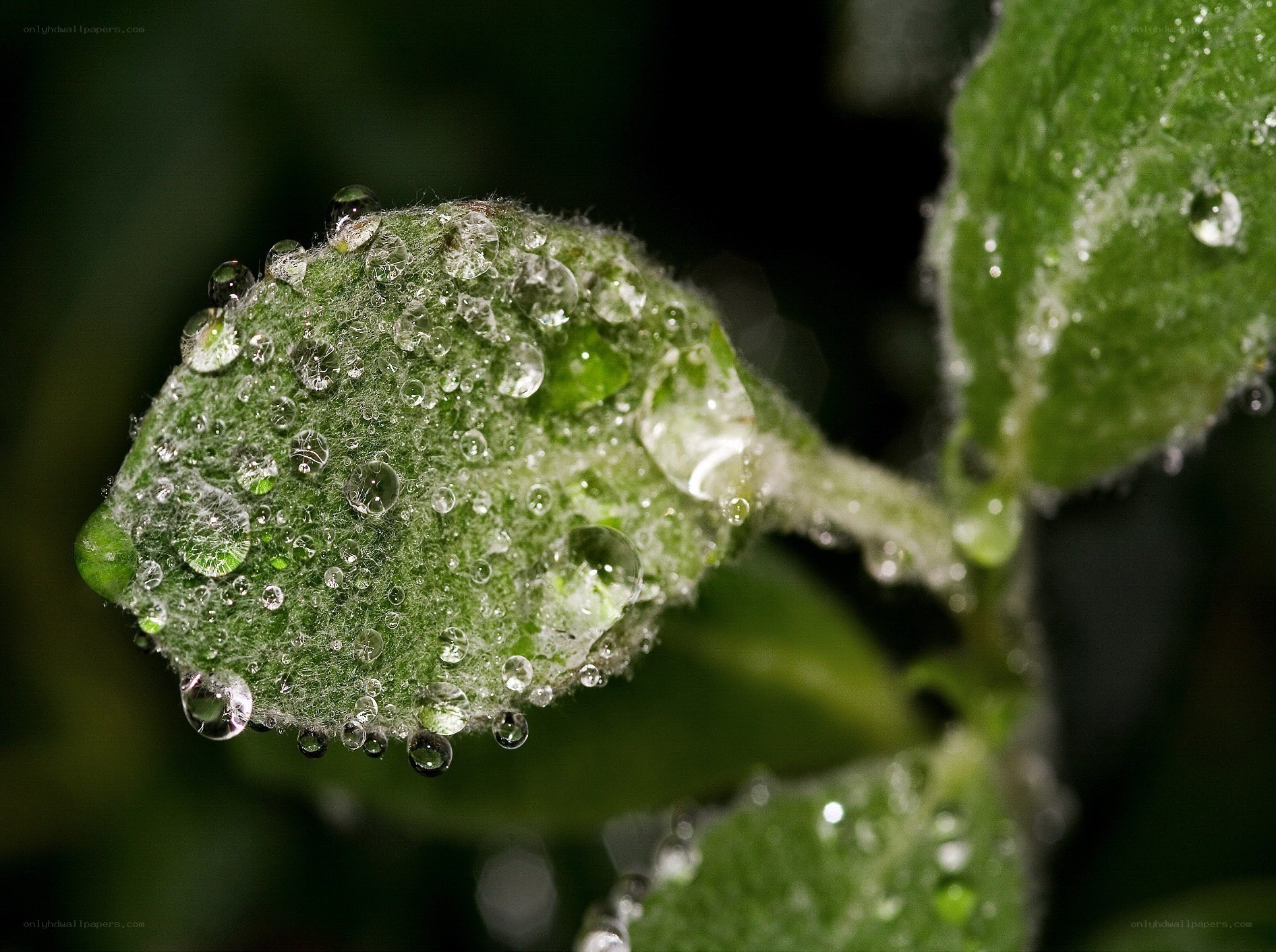 Water droplets on a leaf