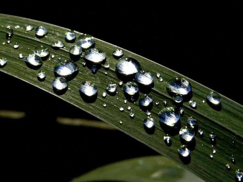 Water Droplets on a Leaf — Green