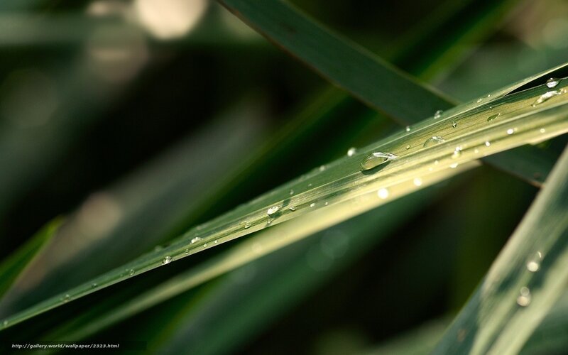 Water droplets on a leaf