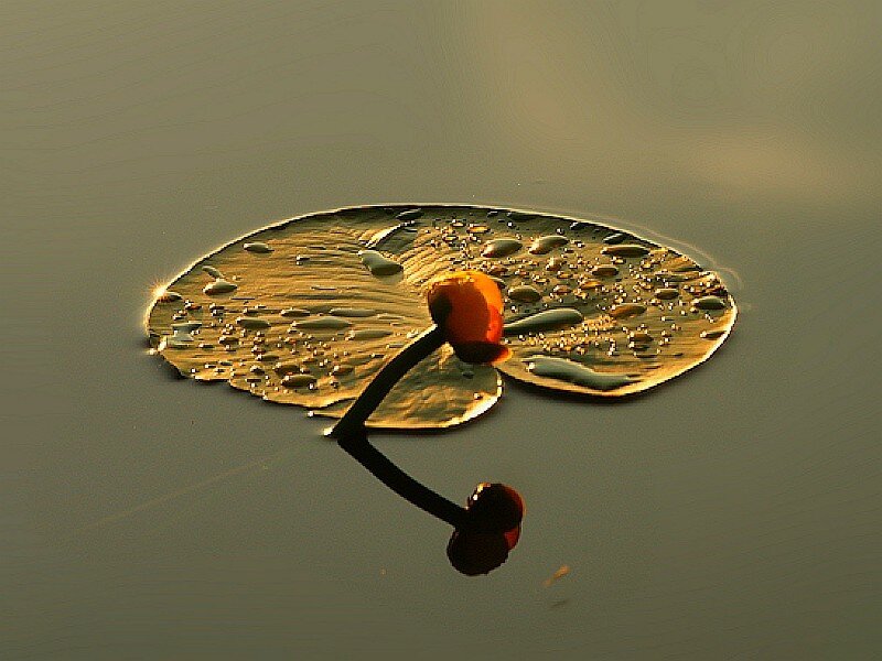 Water droplets on a lily pad