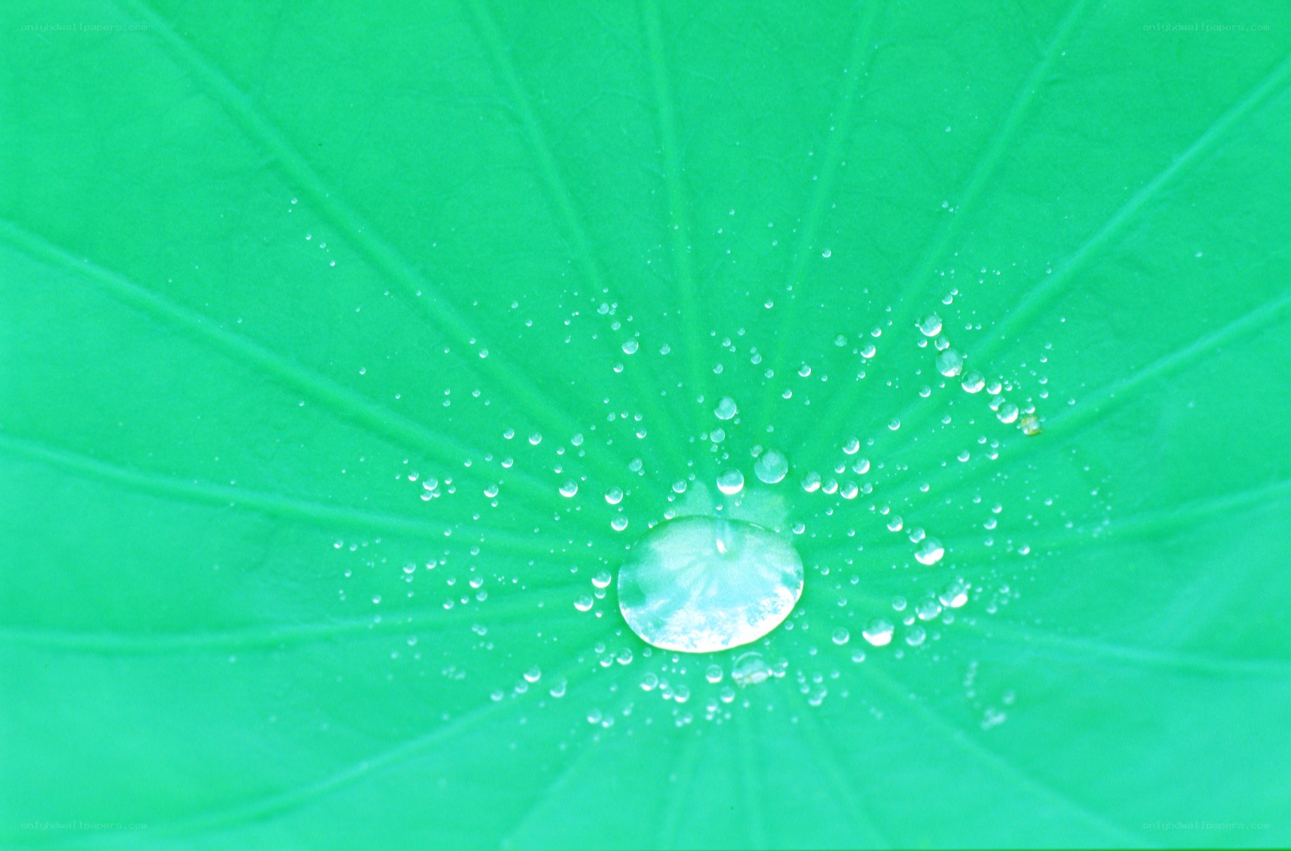 Water droplets on a lotus leaf