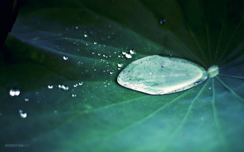Water droplets on a lotus leaf
