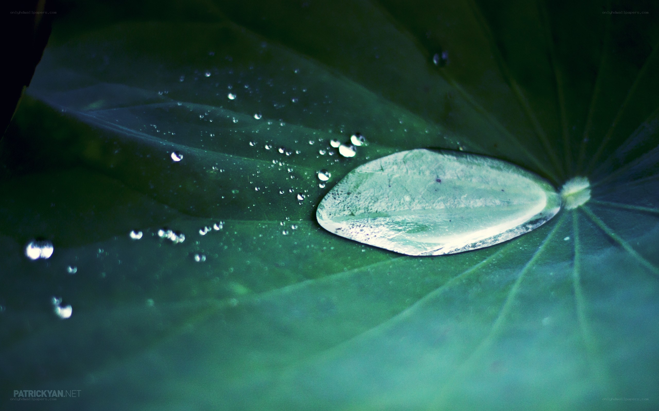 Water droplets on a lotus leaf