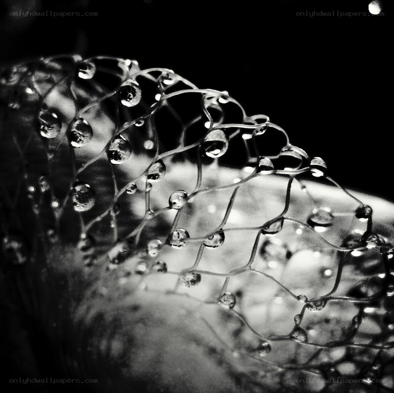 Water droplets on a mesh net