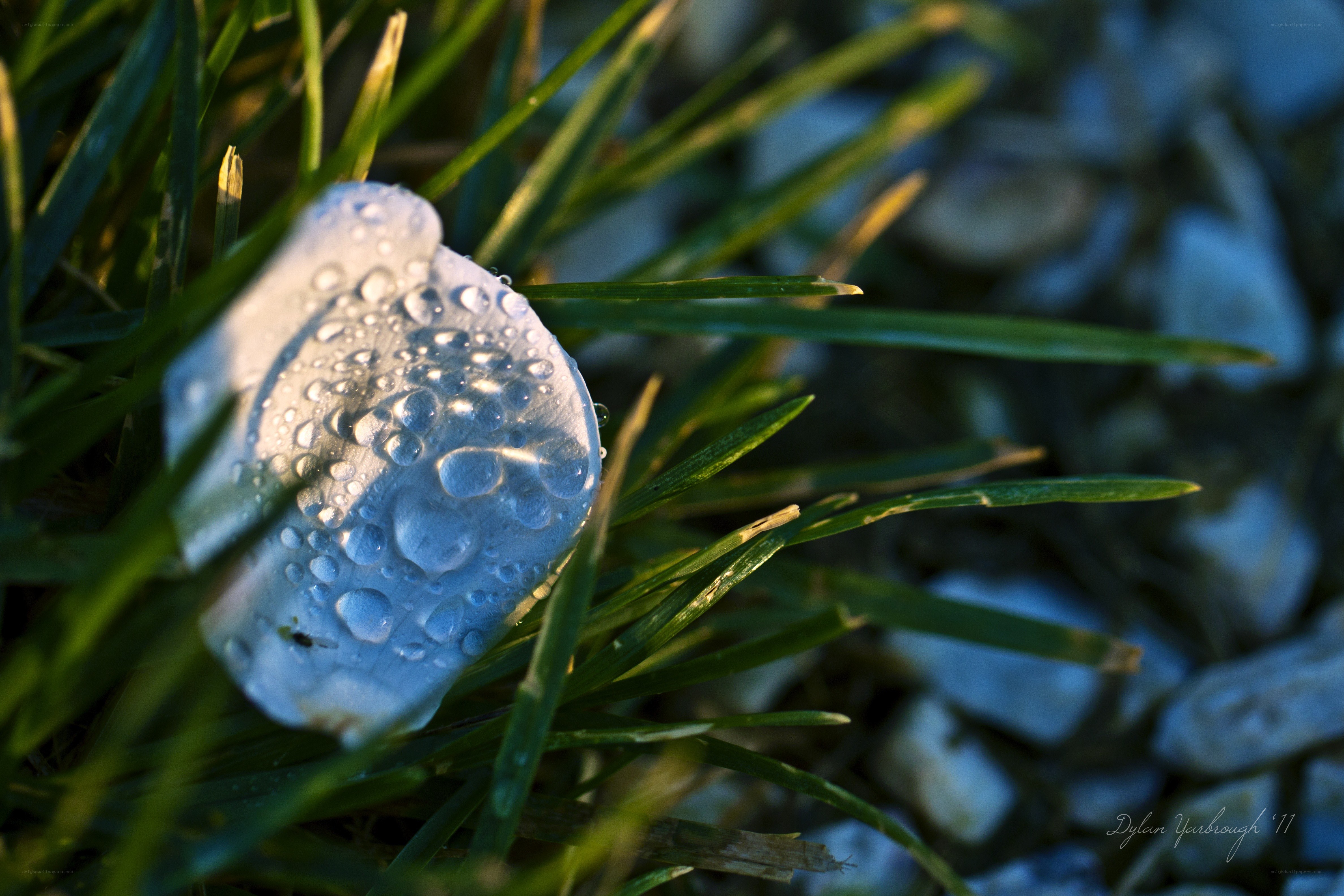 Water droplets on a petal