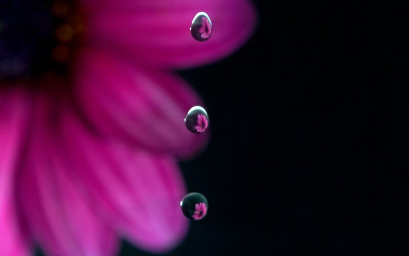 Water droplets on a pink flower