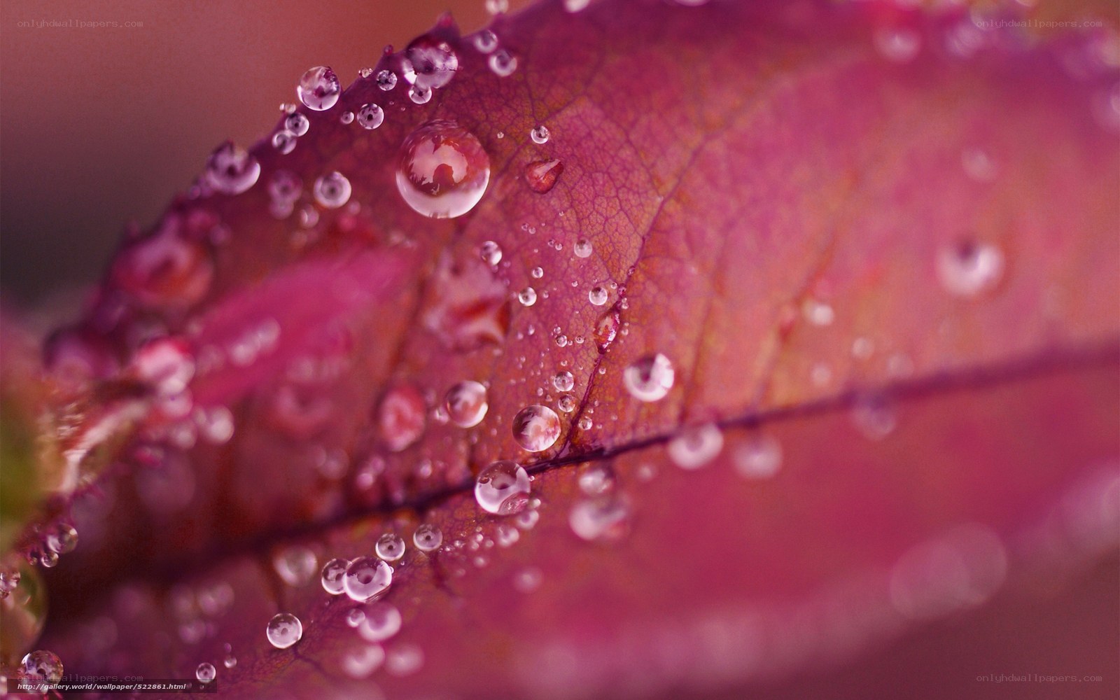 Water droplets on a pink leaf