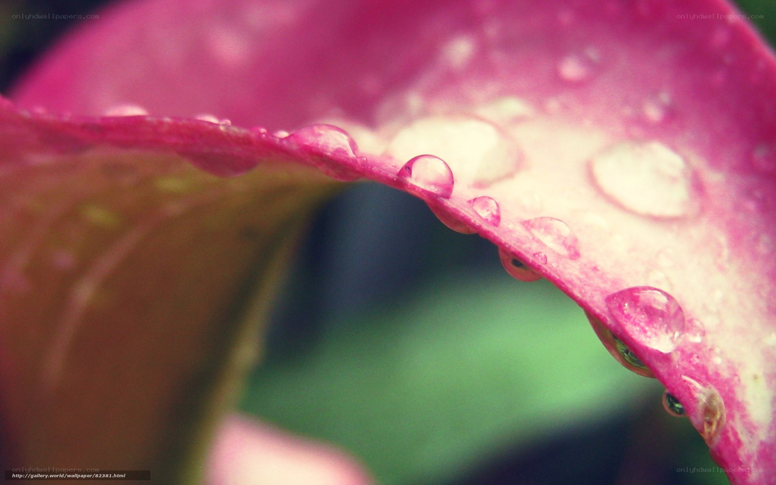 Water droplets on a pink leaf