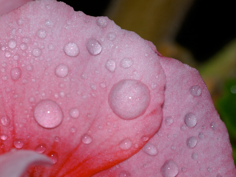 Water droplets on a pink petal