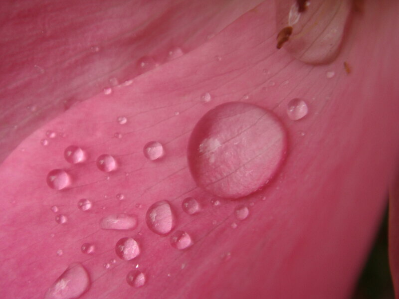 Water droplets on a pink petal
