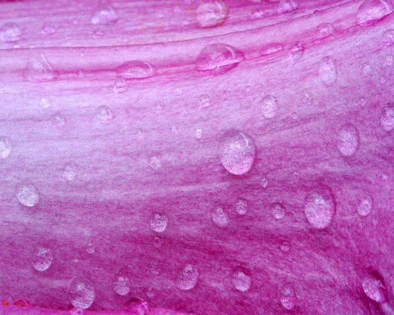 Water droplets on a pink petal