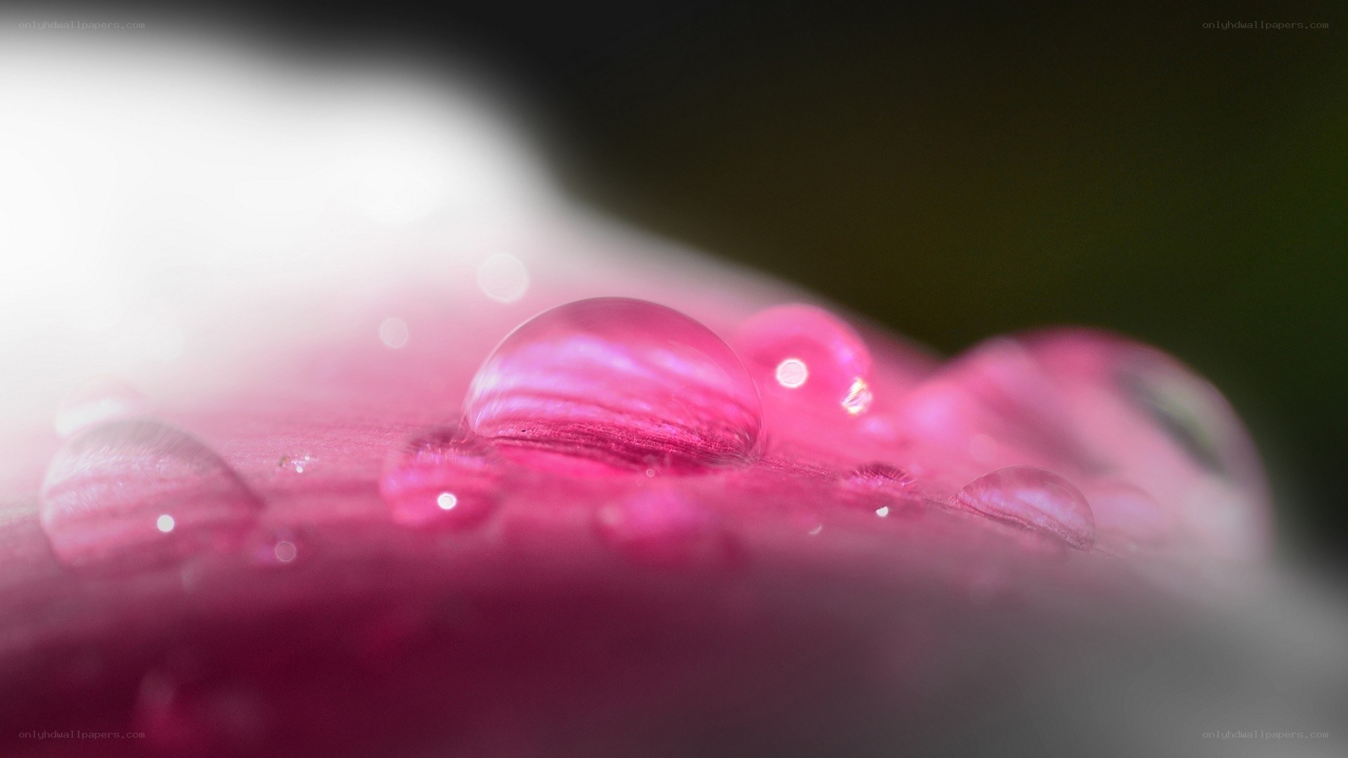 Water droplets on a pink petal