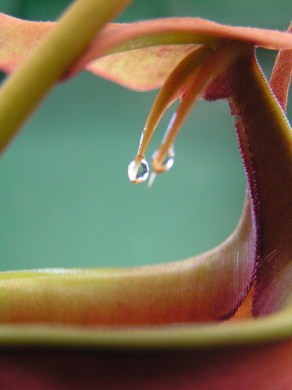 Water droplets on a pitcher plant