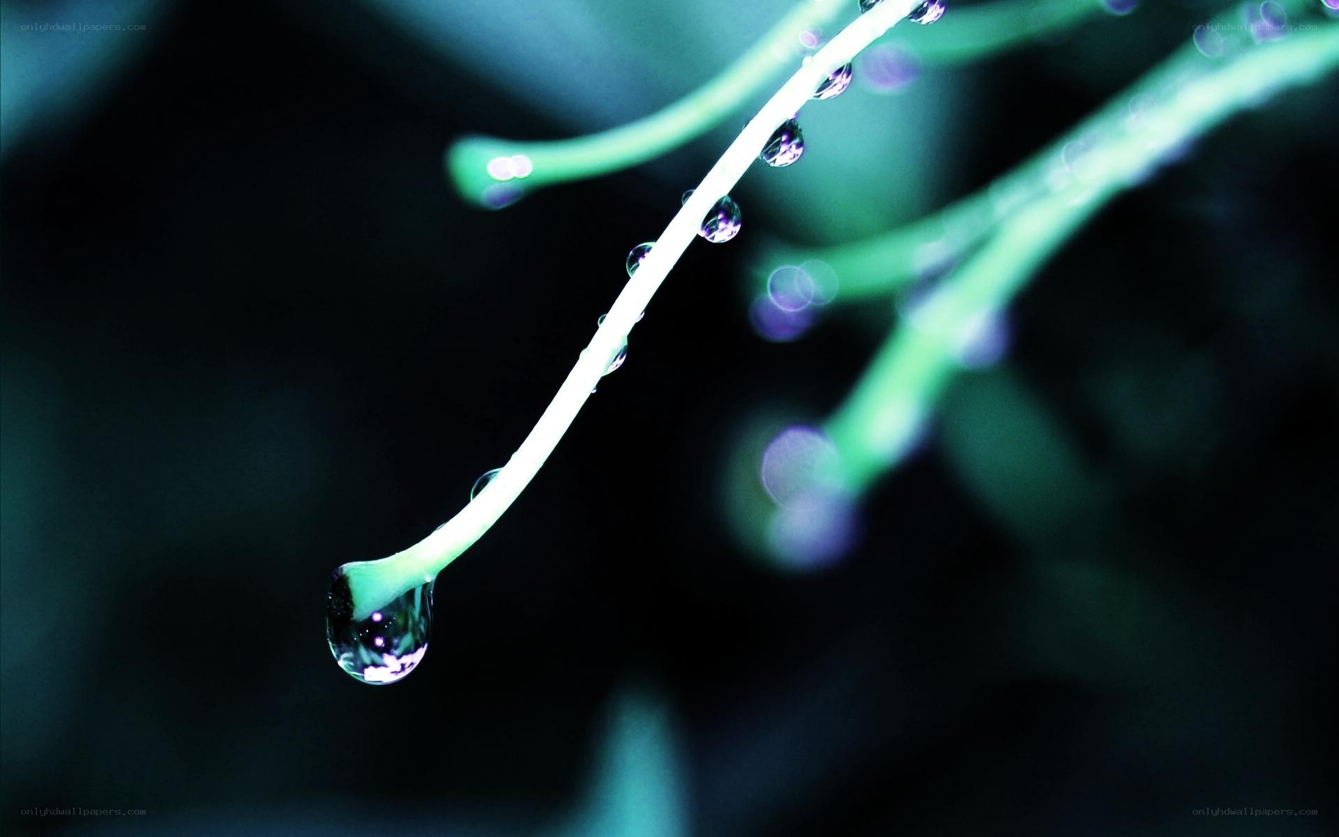 Water droplets on a plant stem