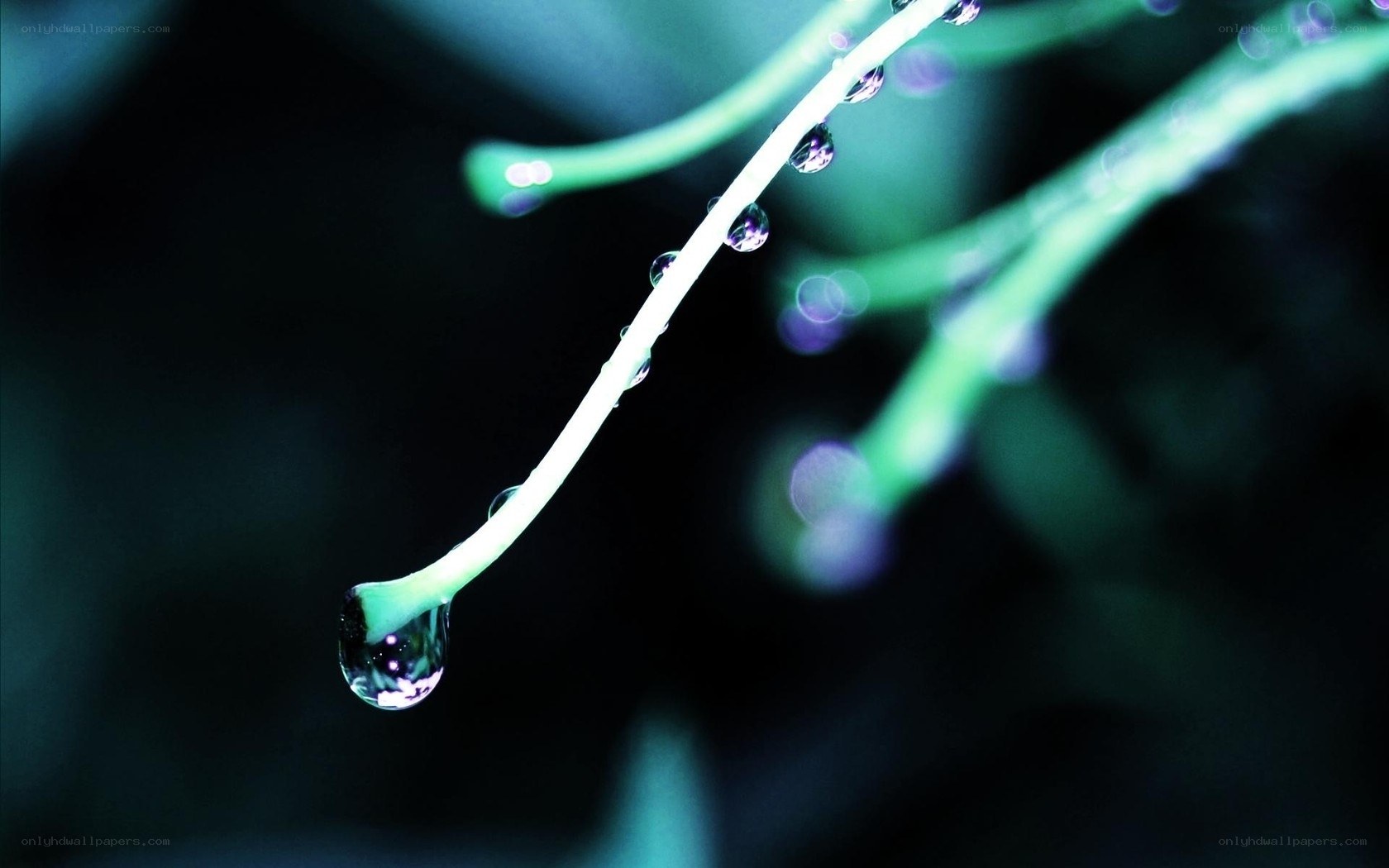 Water droplets on a plant stem