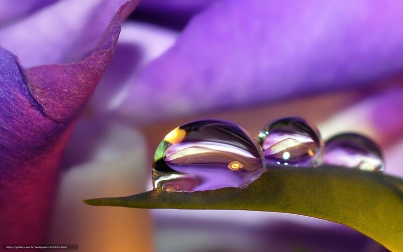 Water droplets on a purple flower