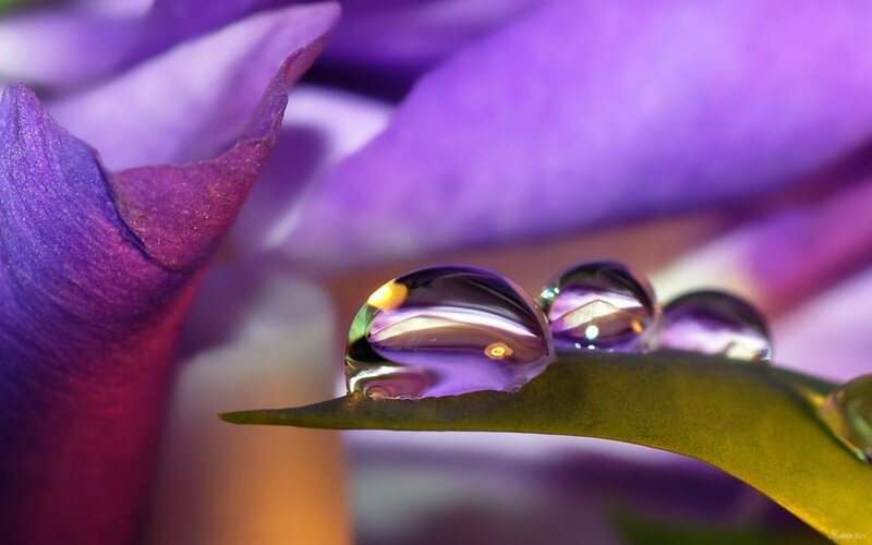 Water droplets on a purple flower