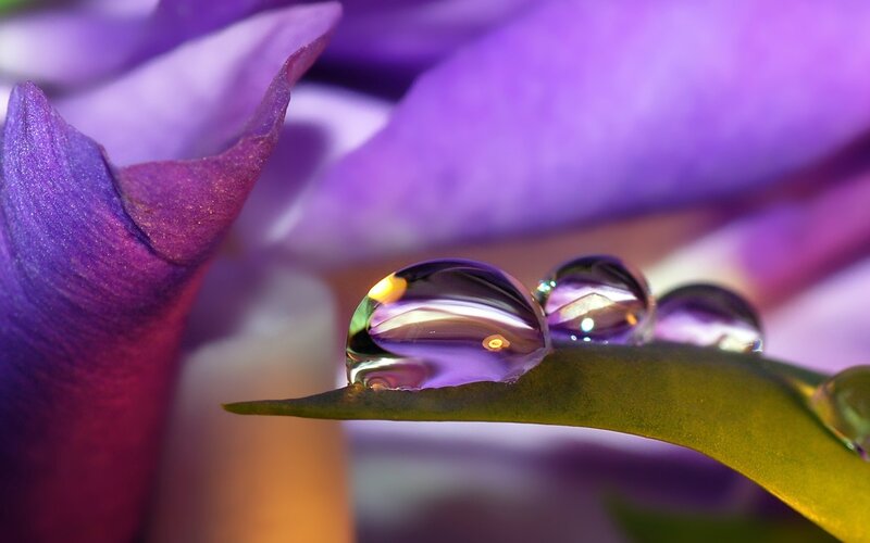 Water droplets on a purple flower