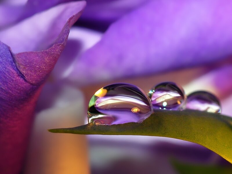 Water droplets on a purple flower