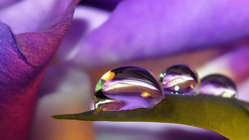 Water droplets on a purple flower