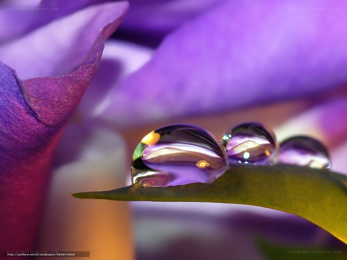 Water droplets on a purple flower