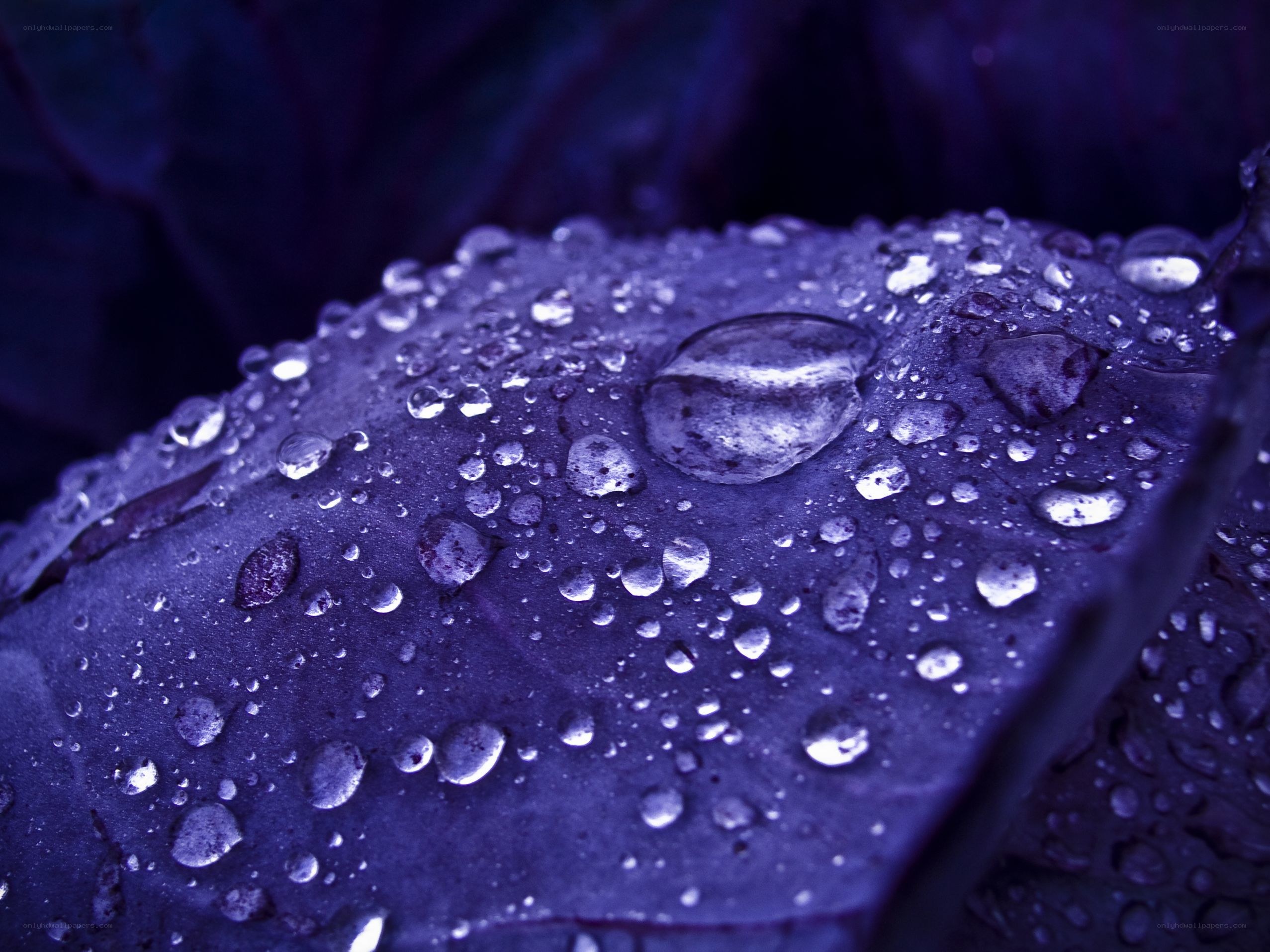 Water droplets on a purple leaf