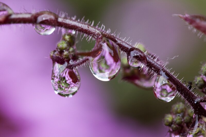 Water droplets on a purple plant