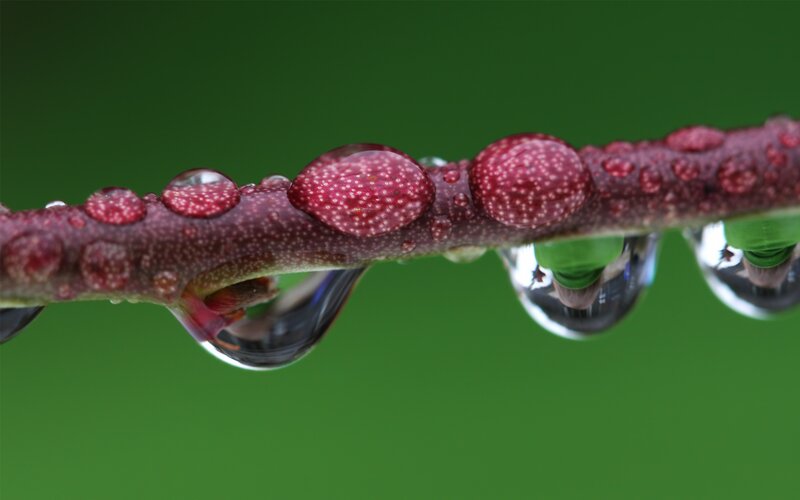 Water droplets on a red branch