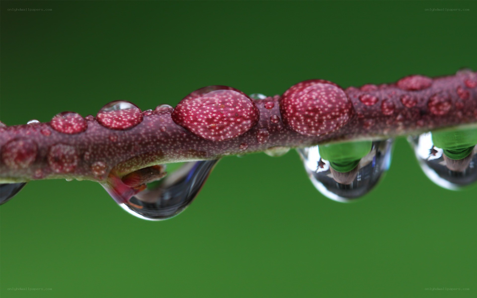 Water droplets on a red branch